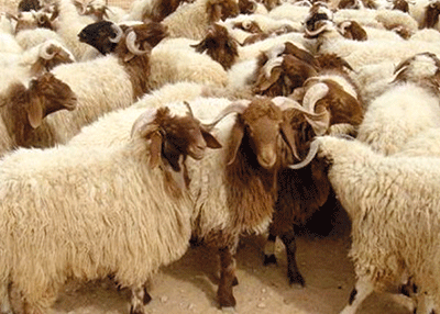 صفات السلامة والشروط الصحيه لأضحية العيد من جهاز أبوظبي للرقابة الغذائية