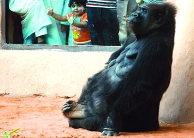 حديقة الحيوانات في العين تودع «ليدي»